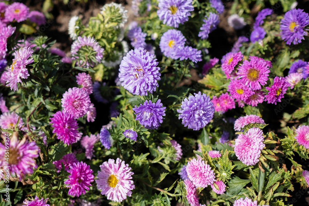 Obraz premium Flowers of China Aster, Annual Aster (Callistephus chinensis Nees)