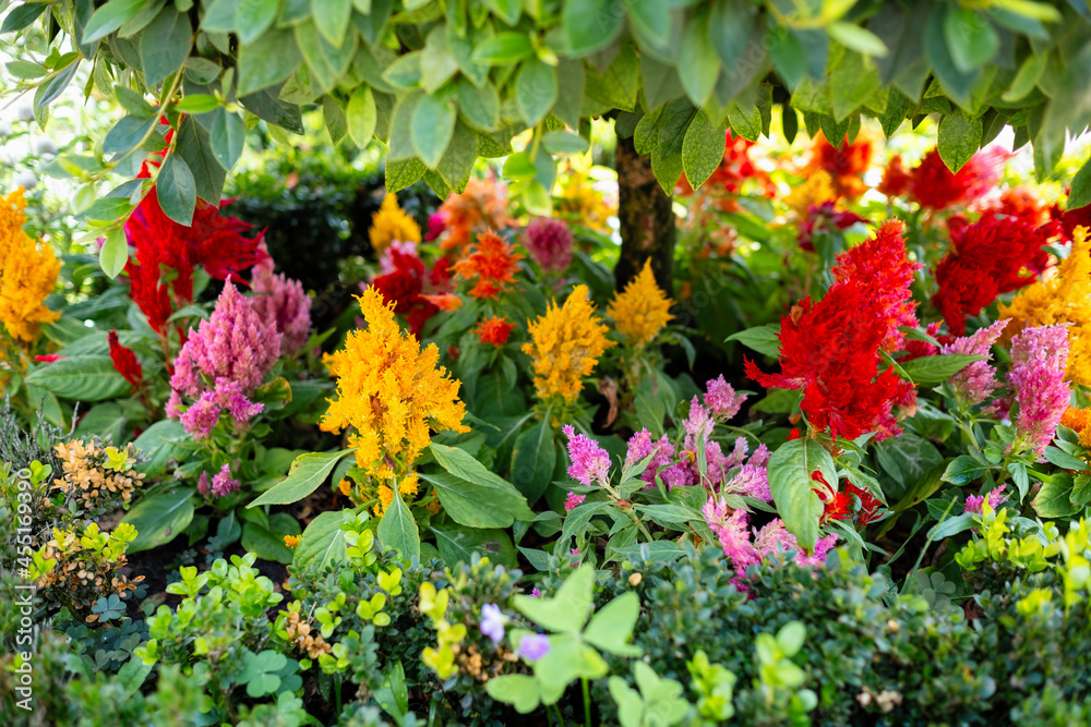 Naklejka premium Flowers of Celosia argentea, commonly known as the plumed cockscomb or silver cock's comb.