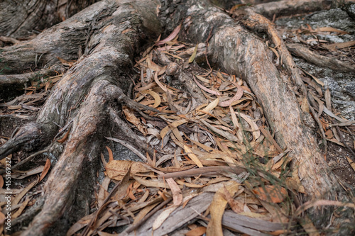 Fallen eucalyptus leaves on the ground among the roots.