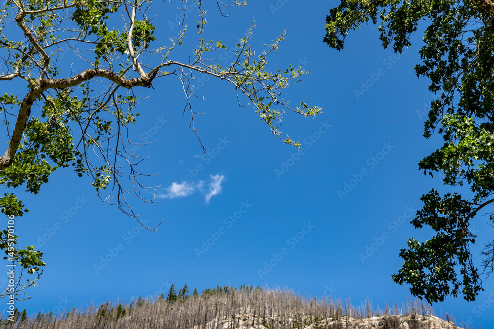 Sky View Framed With Trees - Room for Copy Sky View Framed With Trees - Room for Copy