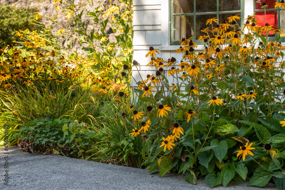Black Eyed Susans Blooming in the late summer - a garden border with heather and rudbeckia - obrazy, fototapety, plakaty 
