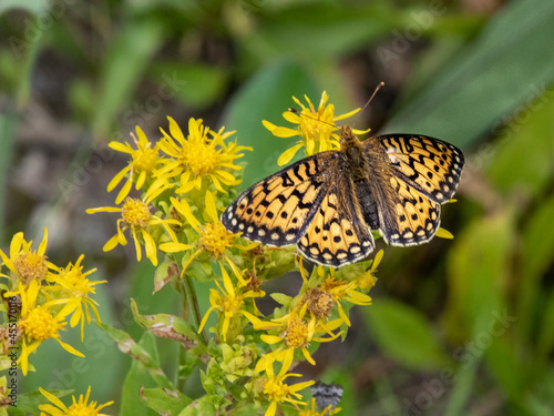 0005 butterfly on arrowleaf