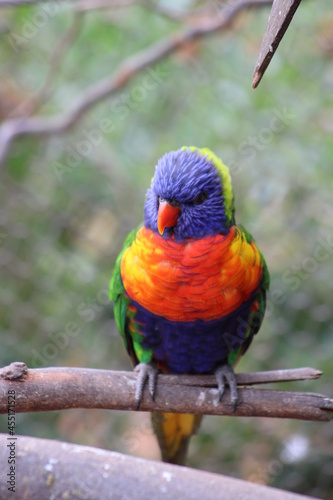 rainbow lorikeet parrot