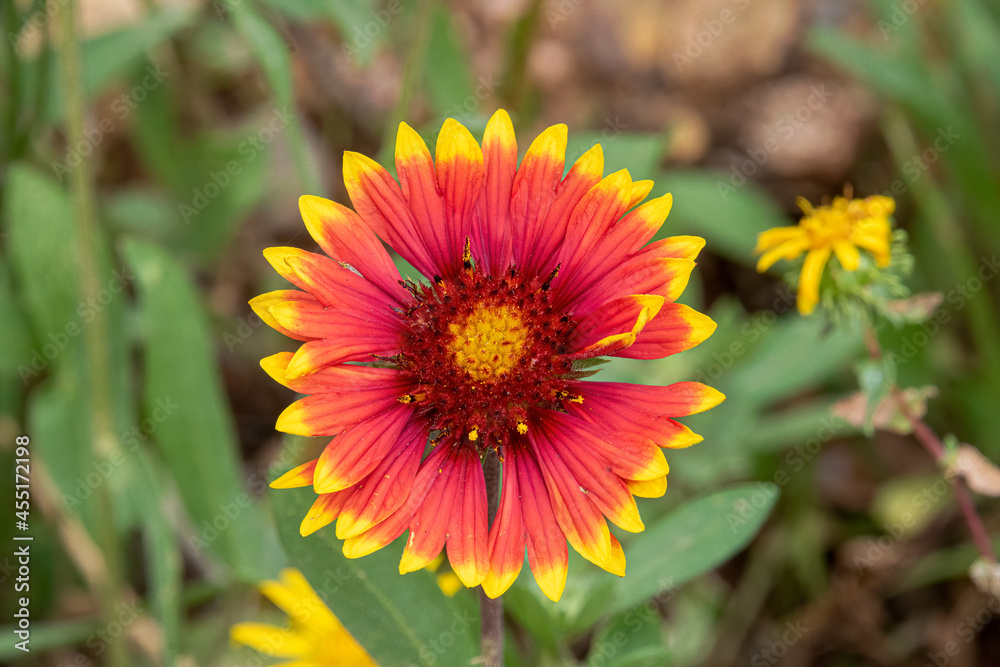 0013 indian blanket 0013 indian blanket
