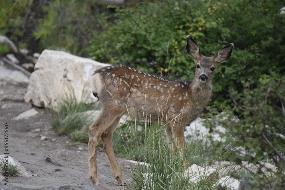Mule deer fawn in Wasatch National Forest, Utah between Silver Lake and Lake Solitude Mule deer fawn in Wasatch National Forest, Utah between Silver Lake and Lake Solitude