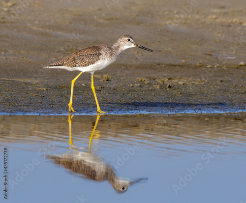 Greater yellowlegs (Tringa melanoleuca) wading in shallow water of tidal marsh, Galveston, Texas, USA.