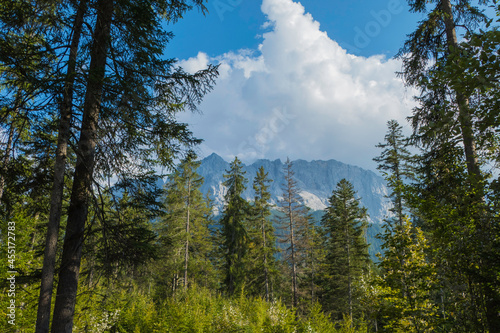 Nadelwald vor Zugspitze