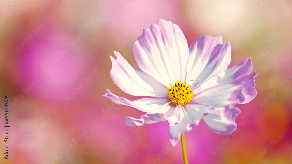 Cute Pink Cosmos Blossom Blooming and Blowing with The Wind in A Botanical Garden in The Afternoon in Autumn or Fall, Flower Image, Nobody Cute Pink Cosmos Blossom Blooming and Blowing with The Wind in A Botanical Garden in The Afternoon in Autumn or Fall, Flower Image, Nobody