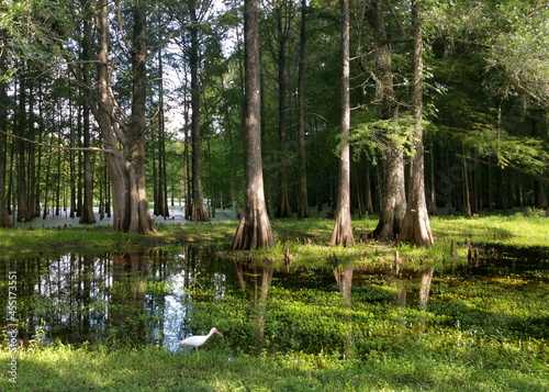 Cypress Swamp in the morning sun in Bushnell, Florida photo