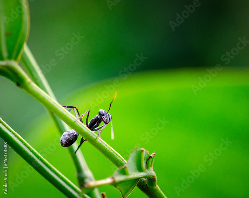 macro photograph of a black ant on the branch of a plant. Lago Agrio, Ecuador, jungle.  photo
