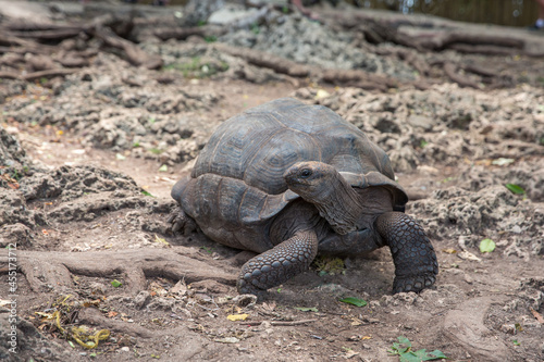 Large African turtle in the wild. Tanzania