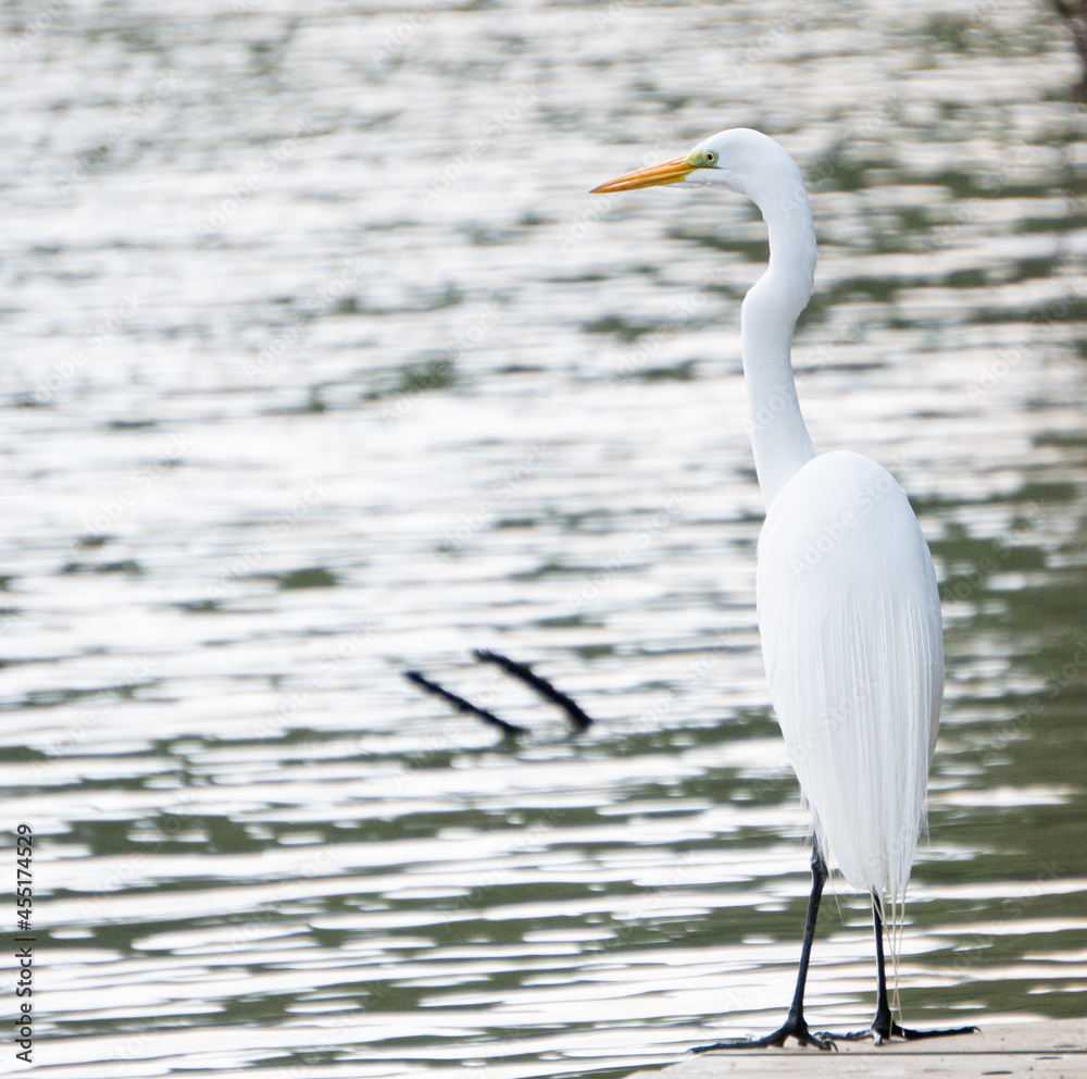 Obraz premium great white heron