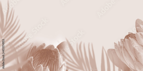 Shadow Tropical Palm leaves and Protea flower on light pastel Background. Creative copyspace banner. Unobtrusive background with Shadow. Illustration for cover, trend frame, card, banner, graphic photo