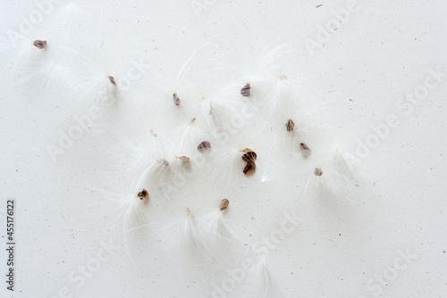 seeds with capitulum on a white background