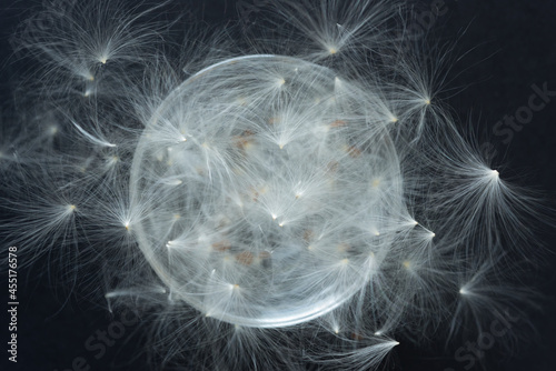 a glass bowl with flower seeds with fuzzy bristles or pappus or white floaties isolated on a black background