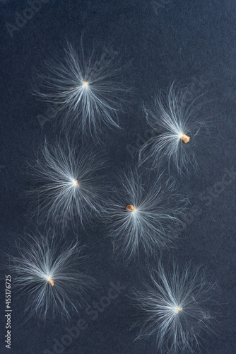 flower seeds with fuzzy bristles or pappus or white floaties on a black background