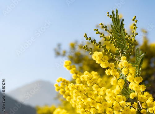 yellow flowers on blue sky