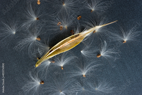 seed pods with fuzzy bristles or pappus or white floaties on a dark background photo
