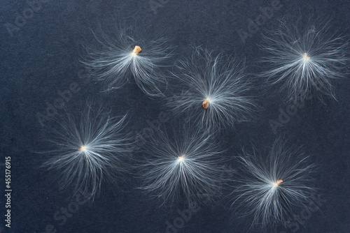 Slika na platnu flower seeds with fuzzy bristles or pappus or white floaties on a black backgrou