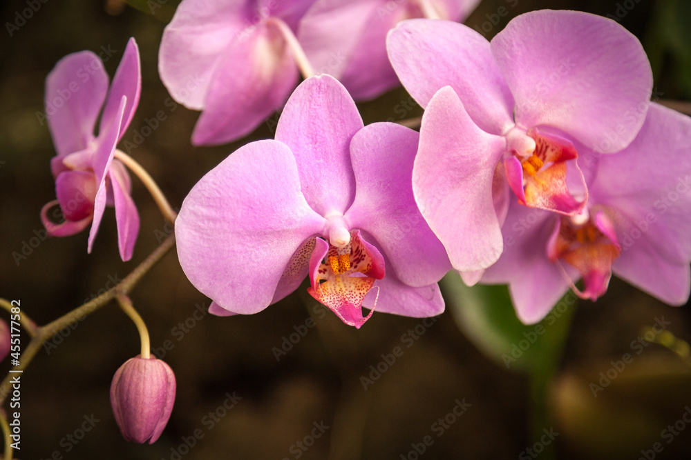 pink orchid flower pink orchid flower