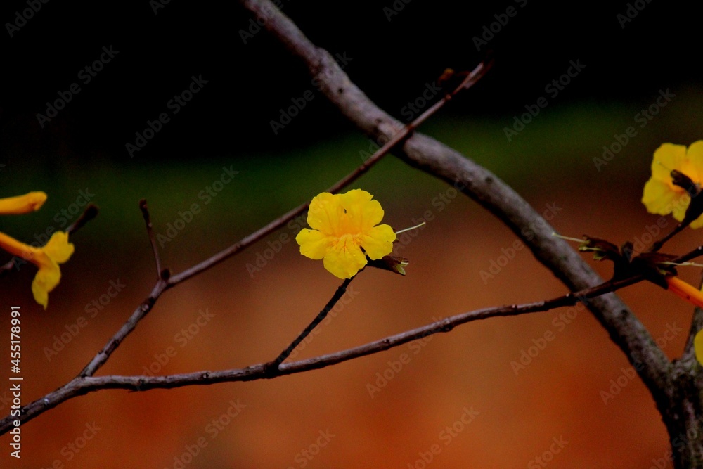 planta flor ipê amarelo - handroanthus serratifolius Stock Photo | Adobe  Stock