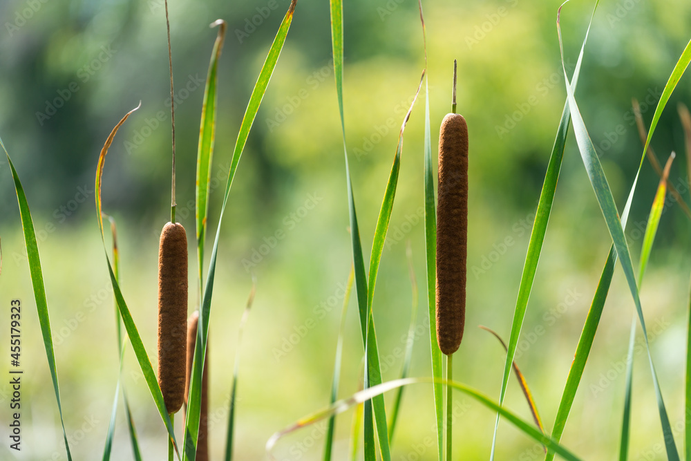 reeds or cattails on a bokeh background - obrazy, fototapety, plakaty 