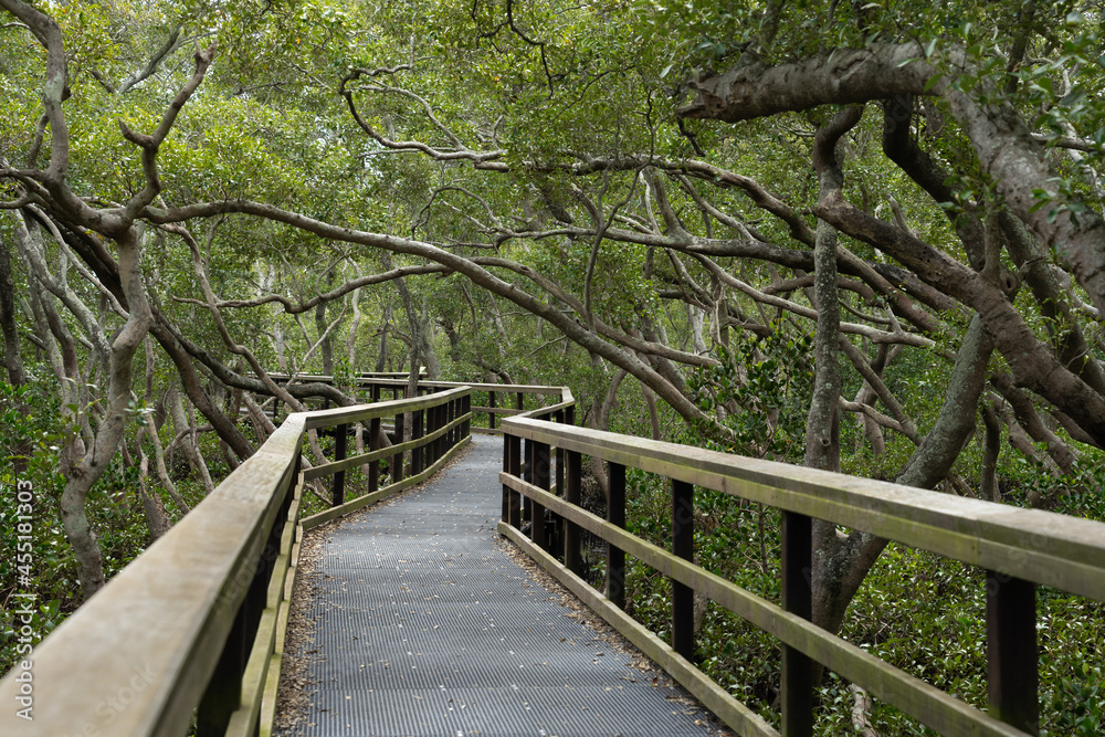 Boardwalk through the mangrove forest at Wynnum Mangrove Wetlands, Queensland, Australia 