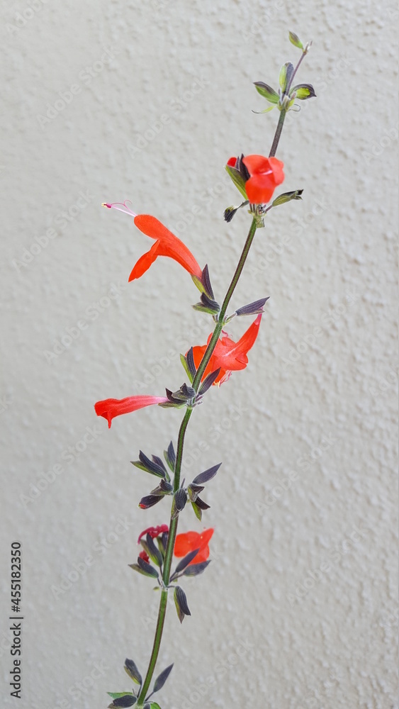 Orange Penstemon Hummingbird Flowers Against White Wall Orange Penstemon Hummingbird Flowers Against White Wall