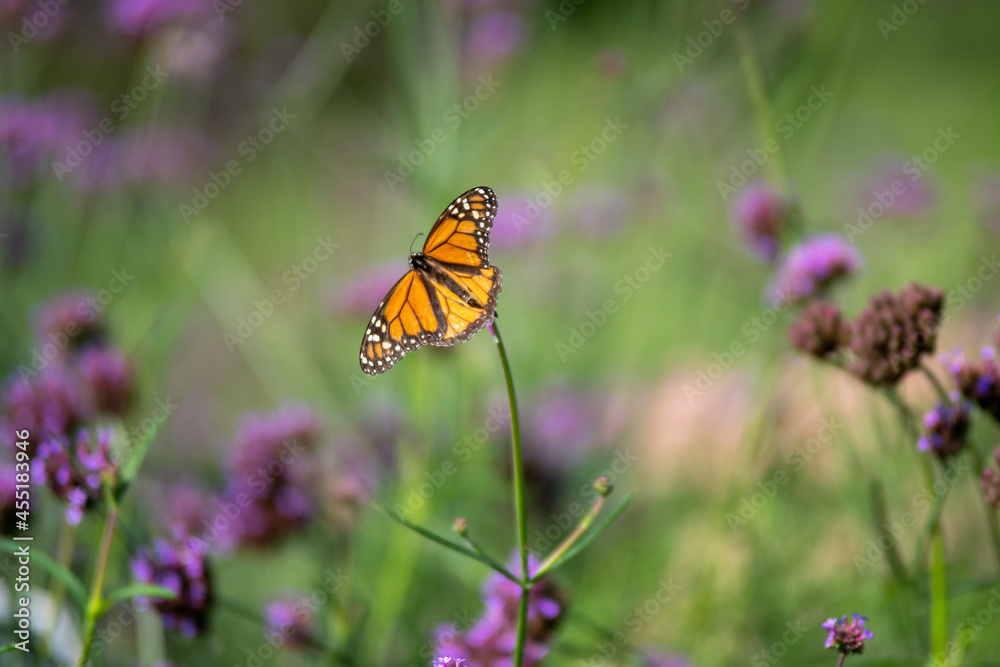 Buterfly on flower Buterfly on flower