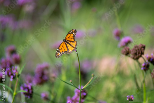 Buterfly on flower