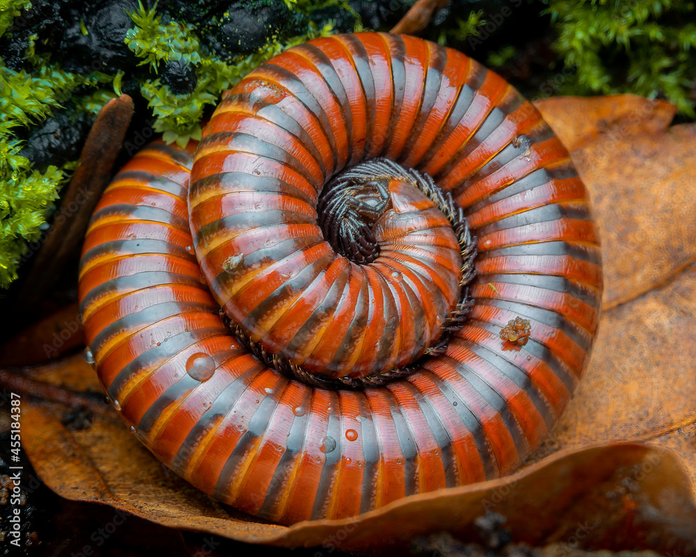 Macrophotography of a red cylindrical millipede on a leaf (Spirostreptida). Macrophotography of a red cylindrical millipede on a leaf (Spirostreptida).