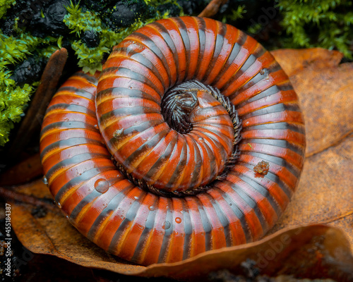 Macrophotography of a red cylindrical millipede on a leaf (Spirostreptida). photo