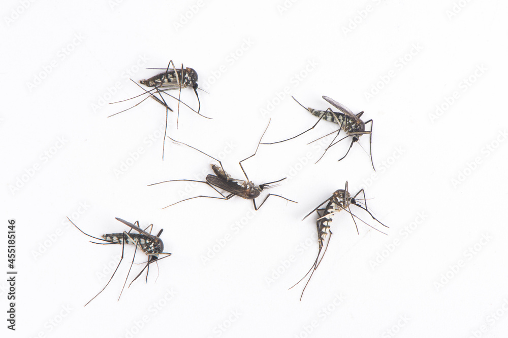 dead mosquitoes isolated on white background dead mosquitoes isolated on white background
