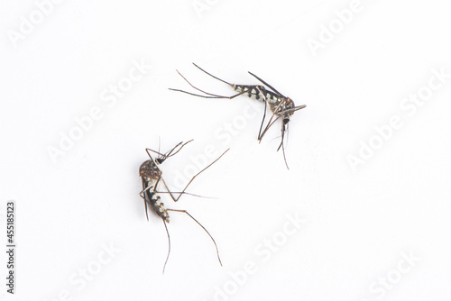 dead mosquitoes isolated on white background © zhikun sun