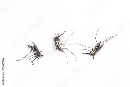 dead mosquitoes isolated on white background