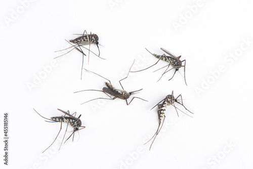 dead mosquitoes isolated on white background