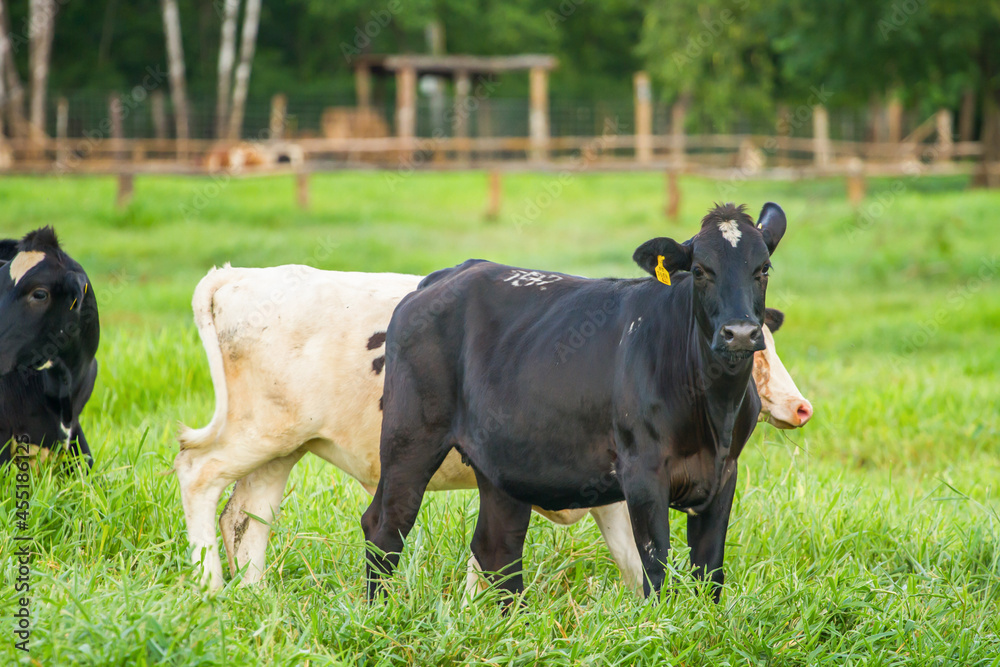 Beautiful landscape with black pied Dairy cows in rural farmland in Thailand Beautiful landscape with black pied Dairy cows in rural farmland in Thailand