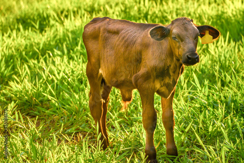 Beautiful landscape with black pied Dairy cows in rural farmland in Thailand