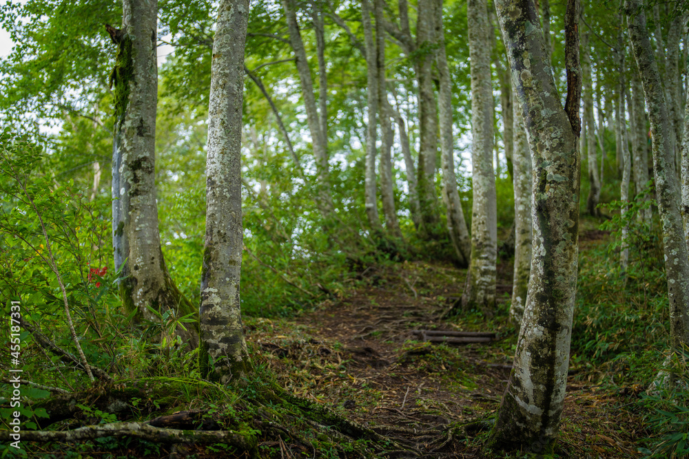 富山県富山市の立山連峰、鍬崎山、大品山、瀬戸蔵山の登山道の風景 A view of the trails in the Tateyama Mountain Range, Mt. Kuwasaki, Mt. Oshina, Mt. Setokura, Toyama city, Toyama prefecture. 富山県富山市の立山連峰、鍬崎山、大品山、瀬戸蔵山の登山道の風景 A view of the trails in the Tateyama Mountain Range, Mt. Kuwasaki, Mt. Oshina, Mt. Setokura, Toyama city, Toyama prefecture.