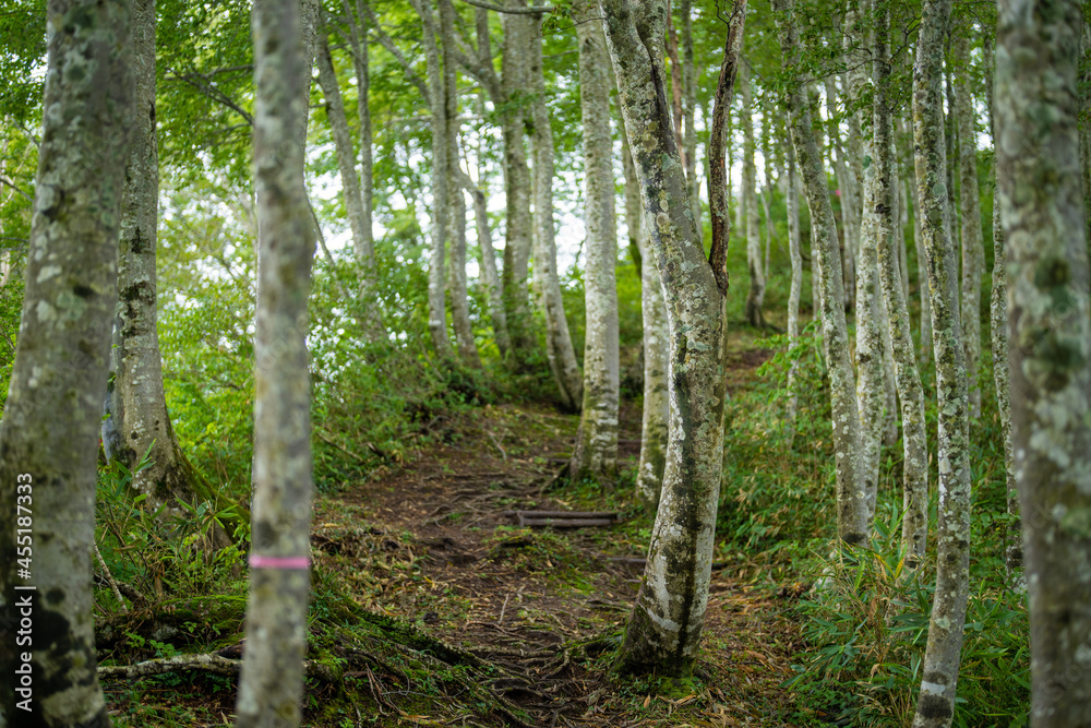 富山県富山市の立山連峰、鍬崎山、大品山、瀬戸蔵山の登山道の風景 A view of the trails in the Tateyama Mountain Range, Mt. Kuwasaki, Mt. Oshina, Mt. Setokura, Toyama city, Toyama prefecture. 富山県富山市の立山連峰、鍬崎山、大品山、瀬戸蔵山の登山道の風景 A view of the trails in the Tateyama Mountain Range, Mt. Kuwasaki, Mt. Oshina, Mt. Setokura, Toyama city, Toyama prefecture.