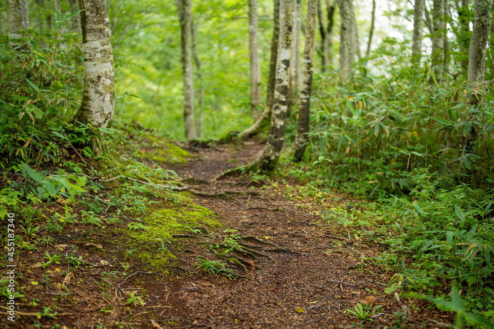富山県富山市の立山連峰、鍬崎山、大品山、瀬戸蔵山の登山道の風景 A view of the trails in the Tateyama Mountain Range, Mt. Kuwasaki, Mt. Oshina, Mt. Setokura, Toyama city, Toyama prefecture. 