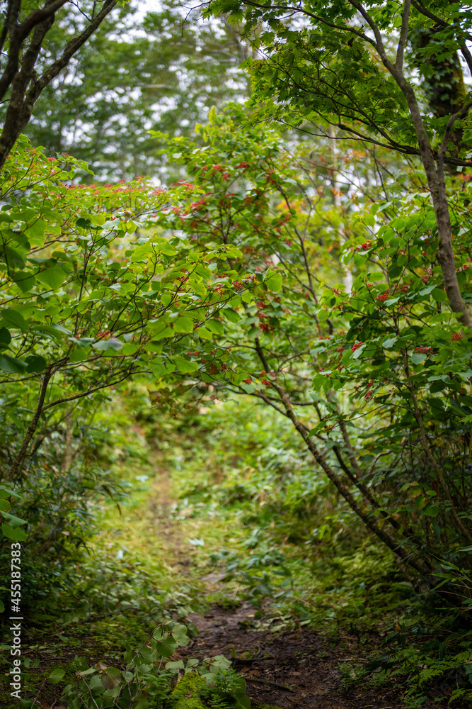 富山県富山市の立山連峰、鍬崎山、大品山、瀬戸蔵山の登山道の風景 A view of the trails in the Tateyama Mountain Range, Mt. Kuwasaki, Mt. Oshina, Mt. Setokura, Toyama city, Toyama prefecture. 富山県富山市の立山連峰、鍬崎山、大品山、瀬戸蔵山の登山道の風景 A view of the trails in the Tateyama Mountain Range, Mt. Kuwasaki, Mt. Oshina, Mt. Setokura, Toyama city, Toyama prefecture.