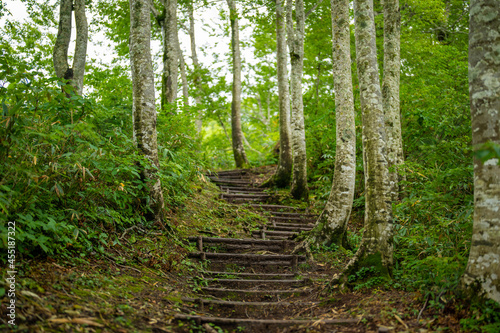                                                                                               A view of the trails in the Tateyama Mountain Range  Mt. Kuwasaki  Mt. Oshina  Mt. Setokura  Toyama city  Toyama prefecture. 