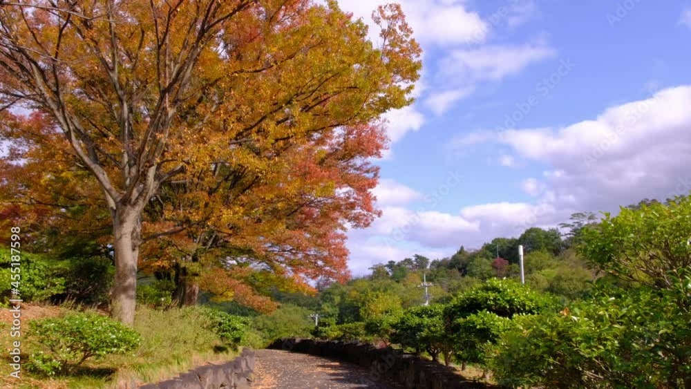 Big tree with red autumn leaves. Big tree with red autumn leaves.