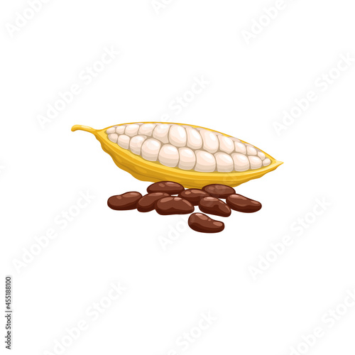 Chocolate cocoa beans isolated superfood. Vector black coffee beans, healthy organic food products. Cacao bean pod in stage of riping, dried and fermented seed of Theobroma cacao realistic design