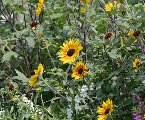 Flower garden at the Lyon County Kansas Fairgrounds grounds July 22, 2021 photo