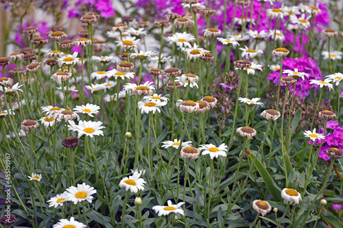 Flower garden at the Lyon County Kansas Fairgrounds grounds July 22, 2021