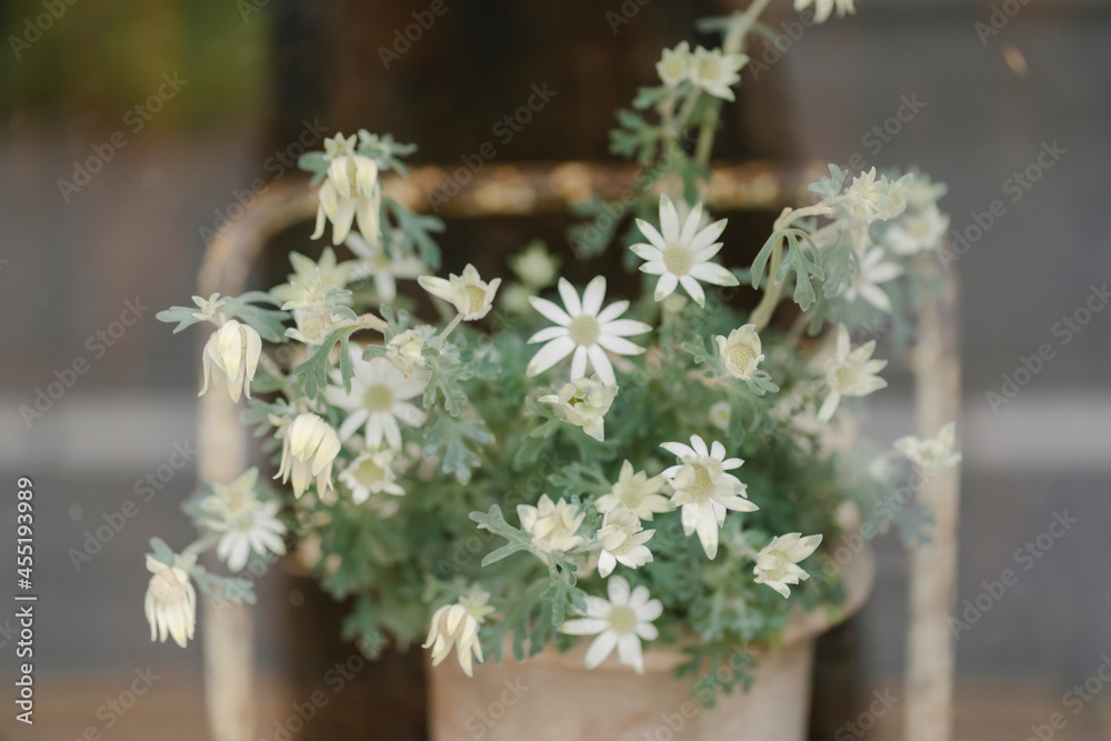 鉢植えの白い花 鉢植えの白い花