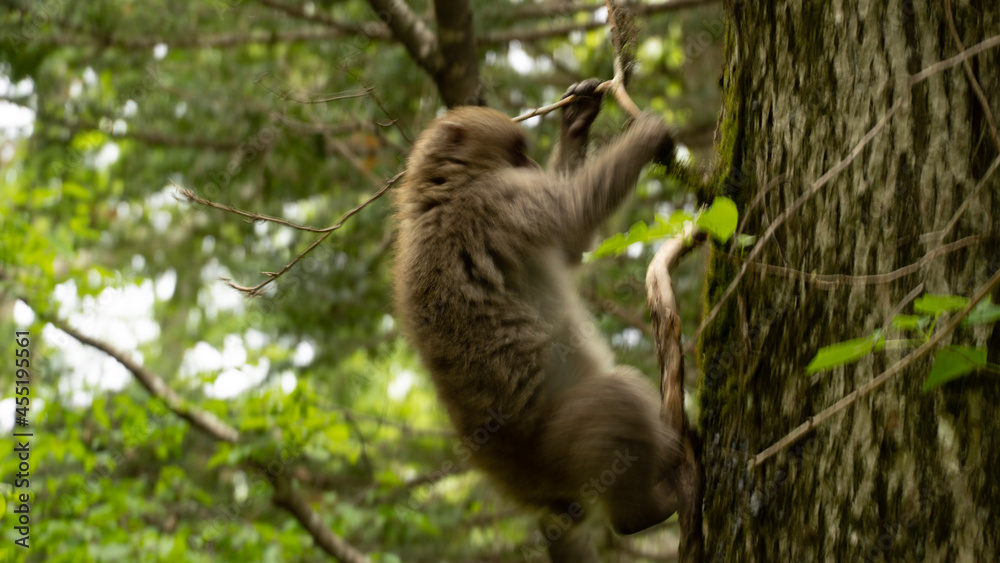 Fototapeta premium squirrel on tree