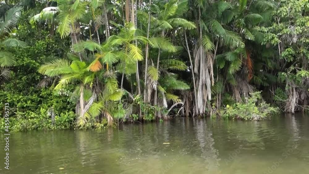 acai palm tree, riparian aquatic vegetation, on tropical river in brazilian nature acai palm tree, riparian aquatic vegetation, on tropical river in brazilian nature